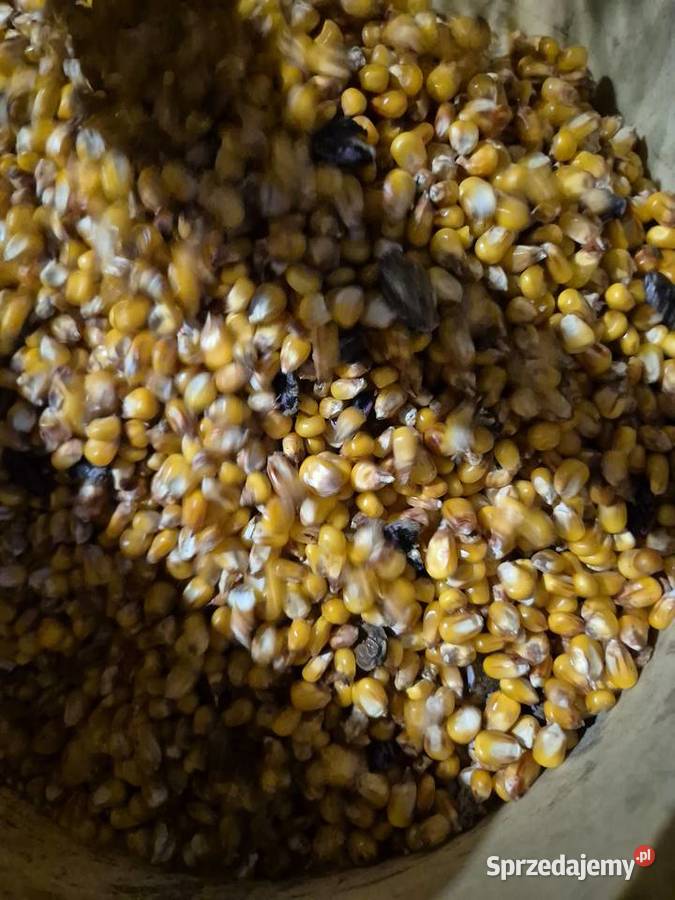 Kukurydza sucha Metelin