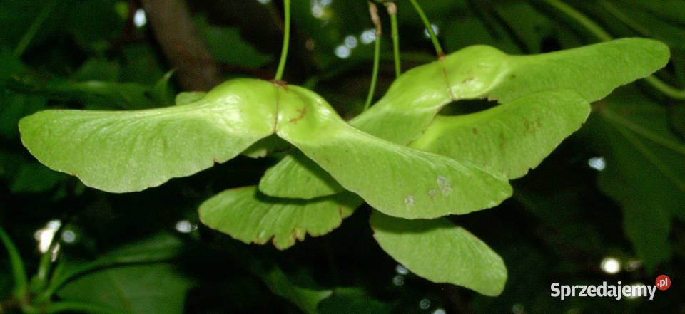 KLON POSPOLITY Acer platanoides NASIONA 500 Lubanie