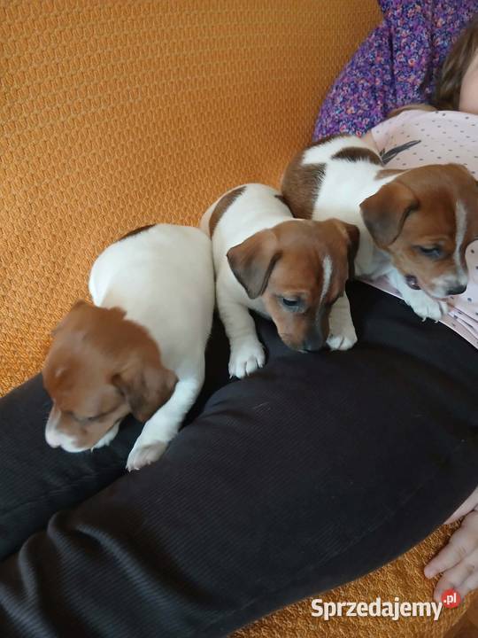 Jack Russell Terrier suczka Grabów sprzedam