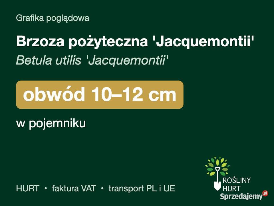 Brzoza pożyteczna Jacquemontii obwód 1012 w