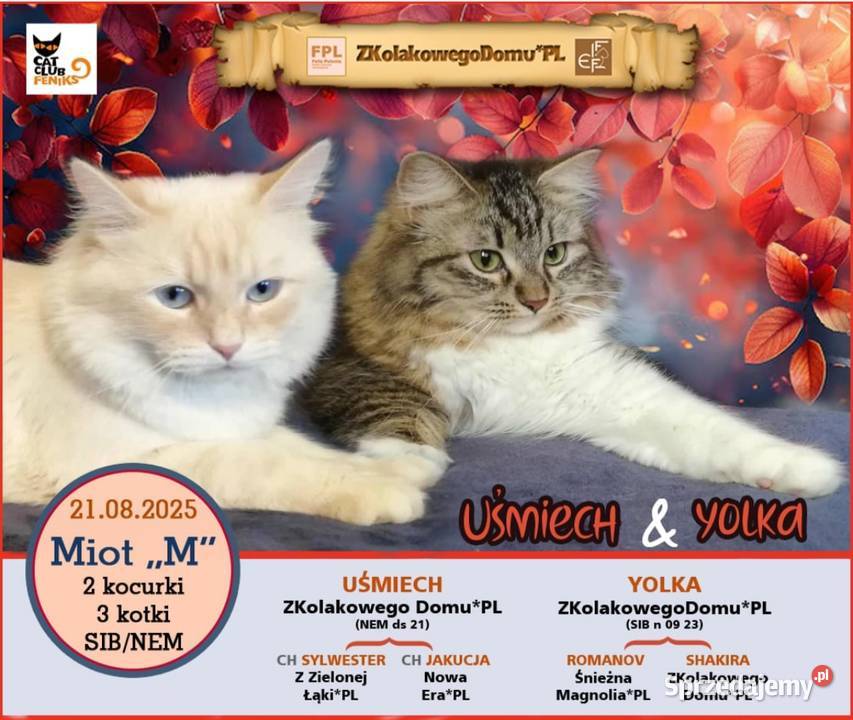 Koty Syberyjskie MAGIA ZKolakowegoDomu Kwilcz
