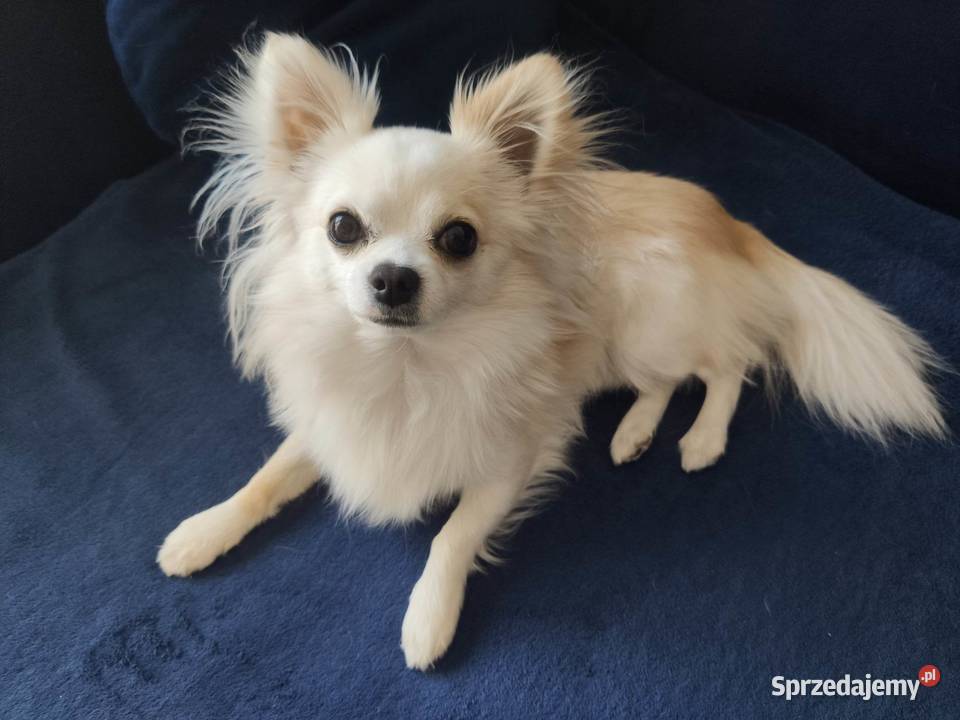 Chihuahua krycie Warszawa