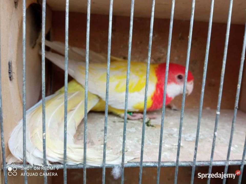 Rozella białolica samica Skała