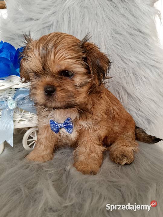 Gotowy do odbioru piesek rasy ShihTzu łódzkie