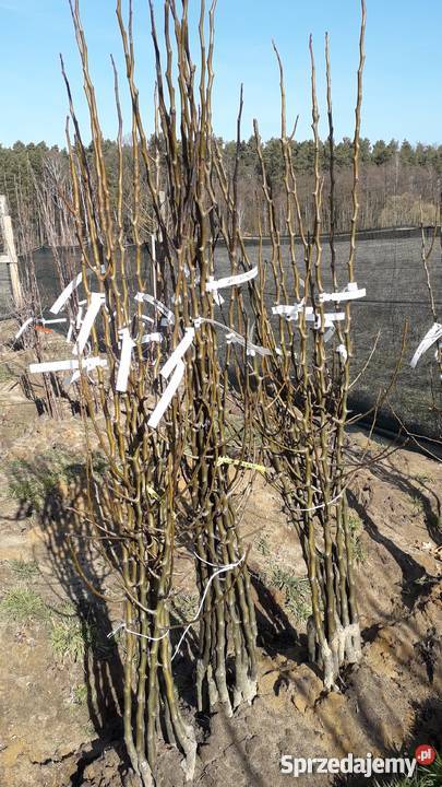 DRZEWKA OWOCOWE lubuskie sprzedam