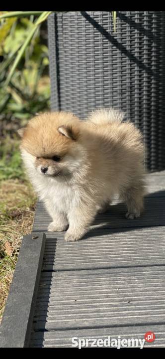 Szpic miniaturowy pomeranian mazowieckie Siedlce