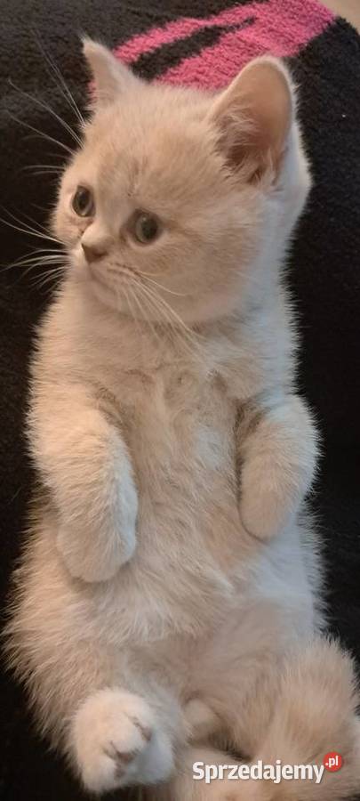 Rezerwacja Kocurek brytyjski krótkowłosy kremowy Wrocław