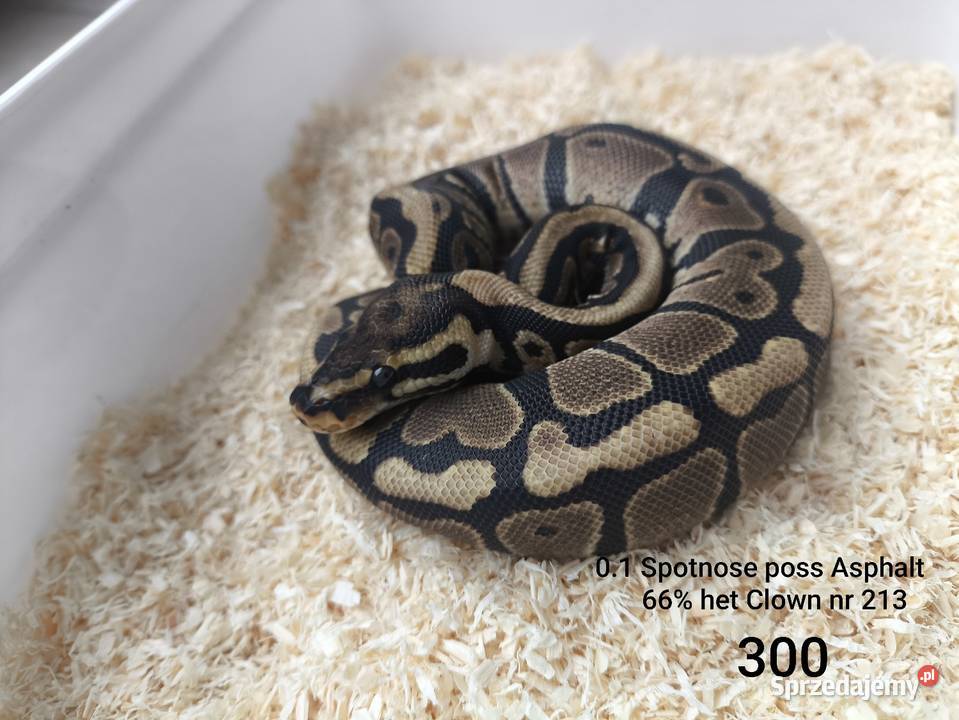 Pyton królewski samica 213 Boruja Kościelna