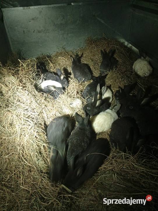 Kroliki młode Lubiszyn