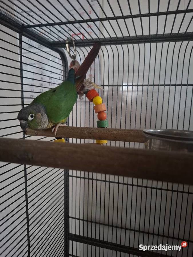 Sprzedam rudosterki świętokrzyskie Łoniów