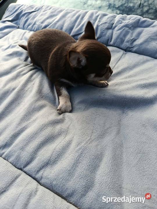 Śliczne szczeniaki chihuahua Chihuahua Legionowo sprzedam