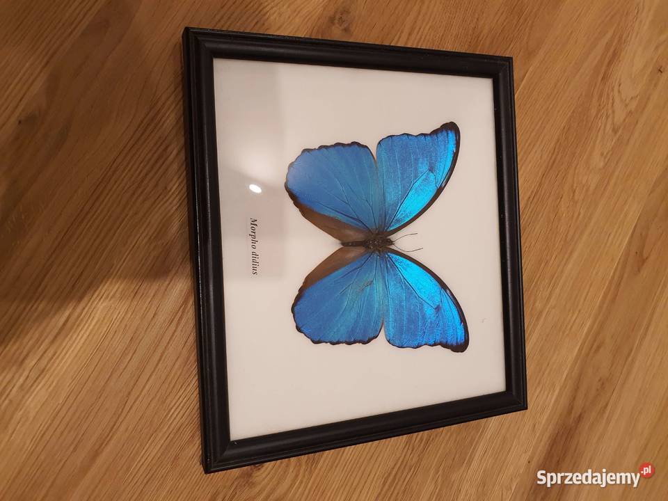 Morpho Didius motyl w gablotce Pozostałe Jelenia Góra