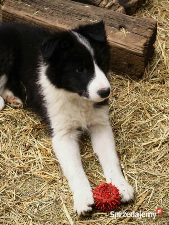 Hodowla FCI oferuje szczenięta border collie Milanówek