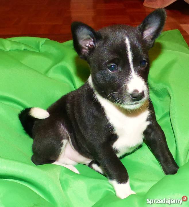 Basenji szczenięta Walentynkowy miot już na łódzkie sprzedam