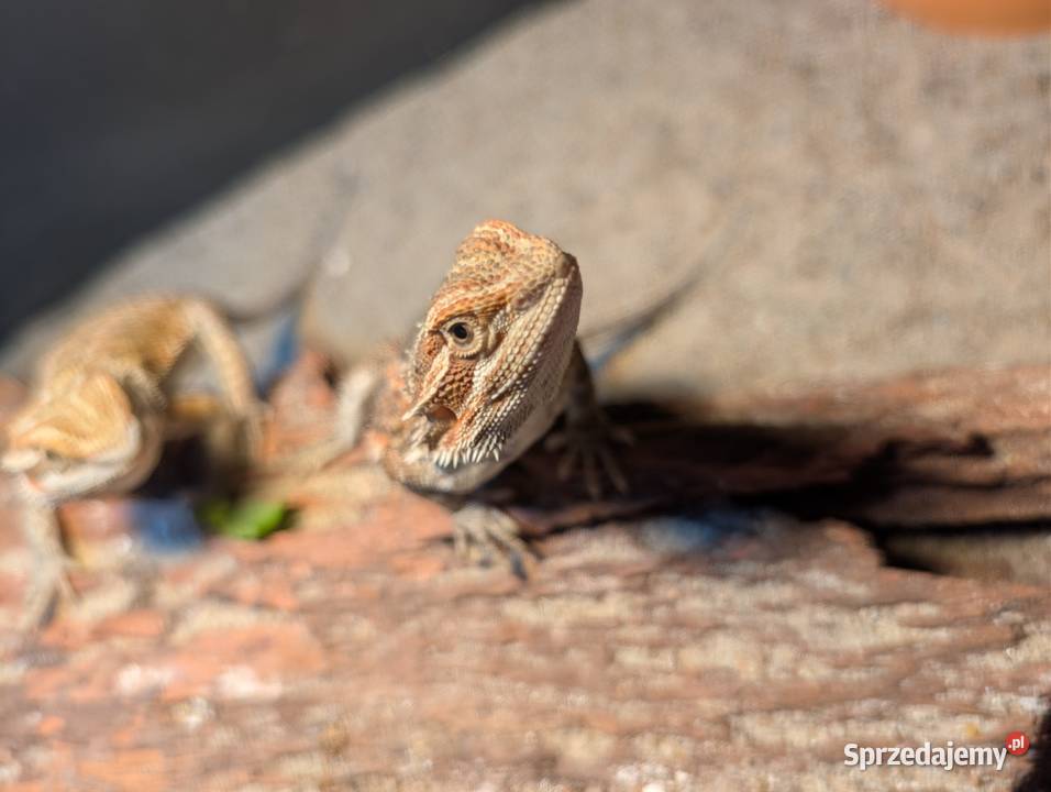 Agamki brodate Gady i płazy