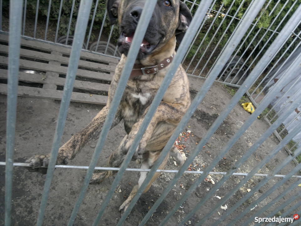 Dogo Canario dog kanaryjski PIES SZCZENIAK Bieruń sprzedam