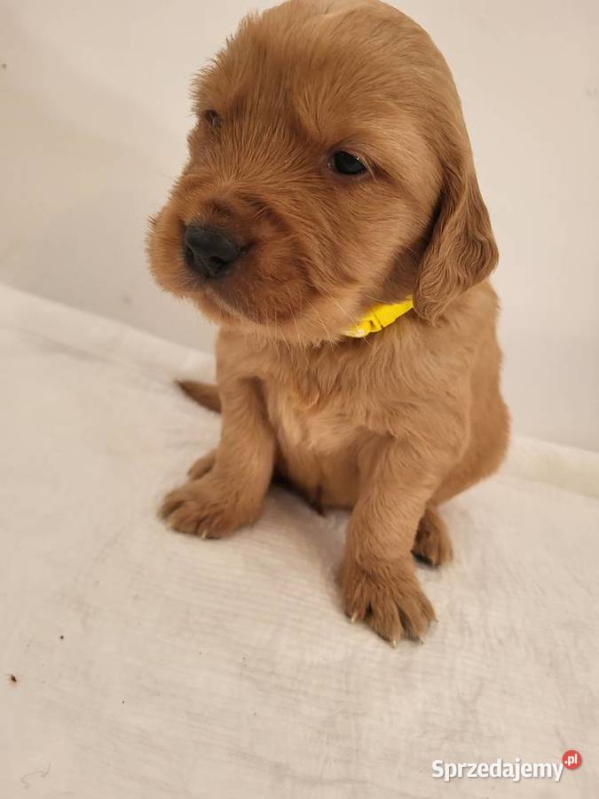 Chłopaki Golden retriever ciemno złote maluszki Poręba sprzedam