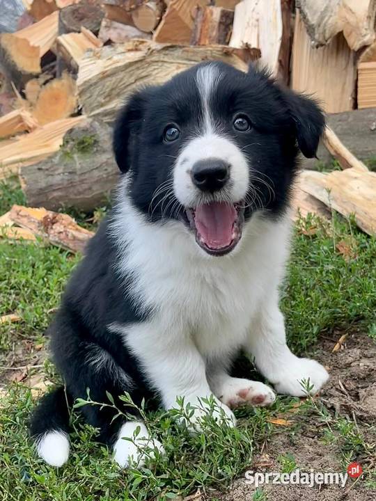ładne szczeniaki Border Collie Nowa Wieś