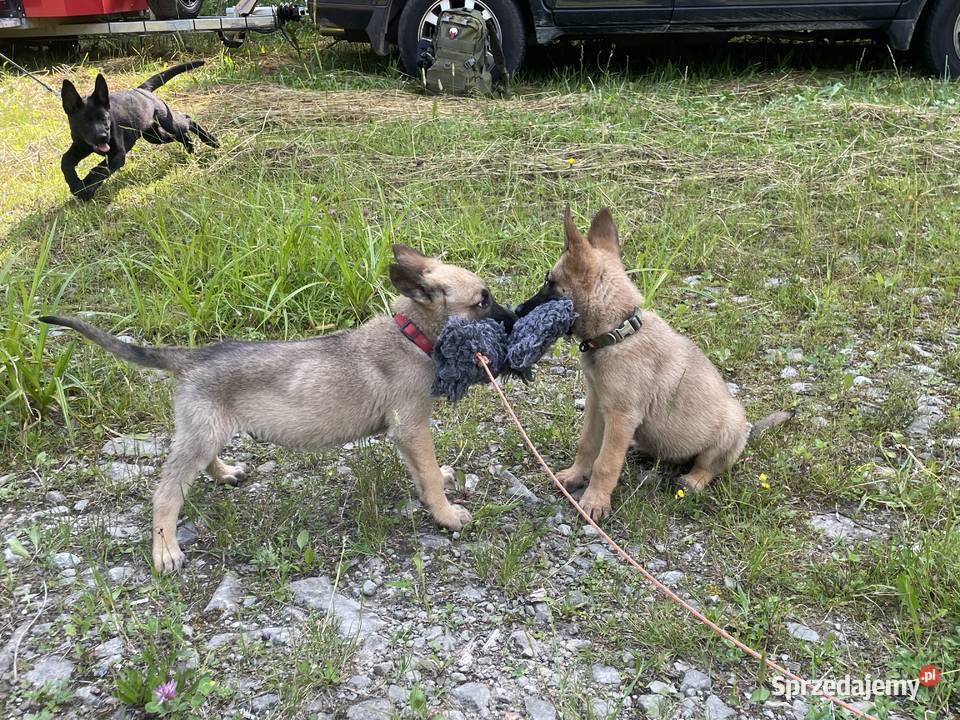 Szczeniak Owczarek Belgijski Ciechanów sprzedam