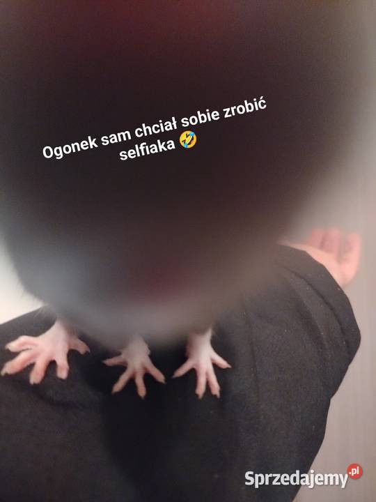 Szczur Szczury Szczurki Młode Gryzonie