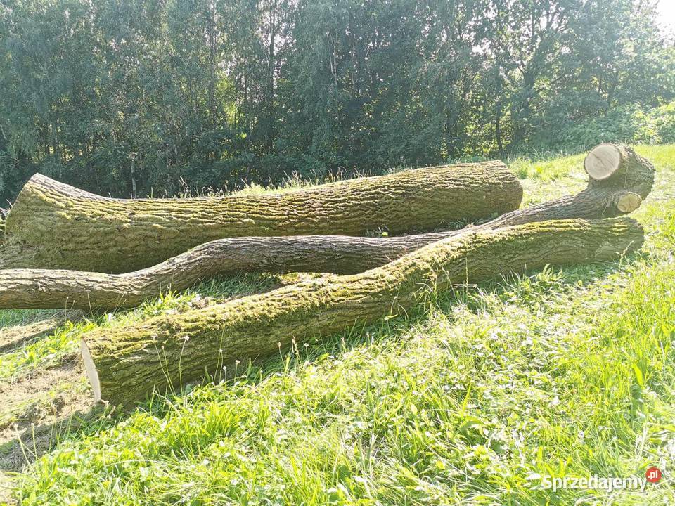 Dąb w klocku małopolskie Czechówka sprzedam