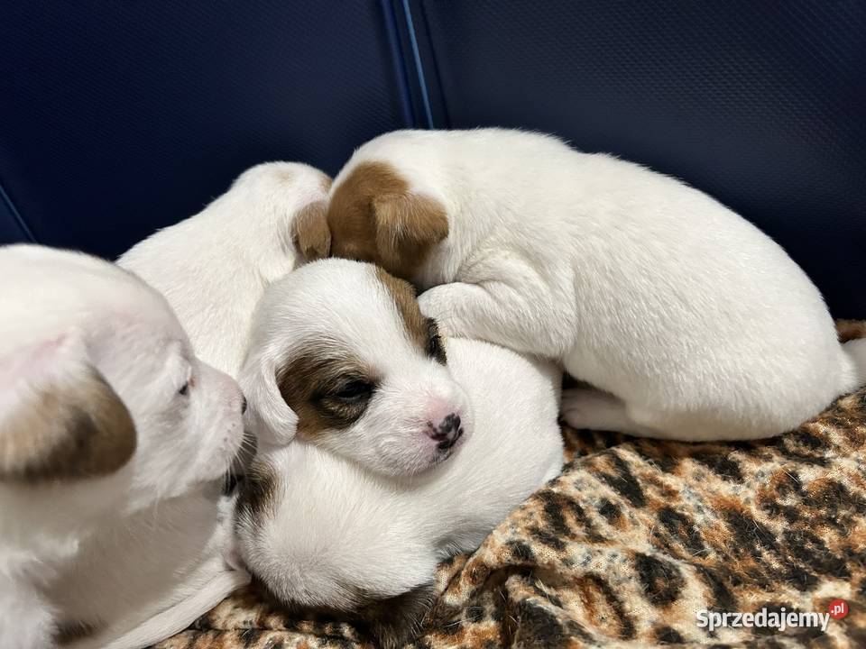 Szczenięta Parson Russell Terrier śląskie Gruszewnia