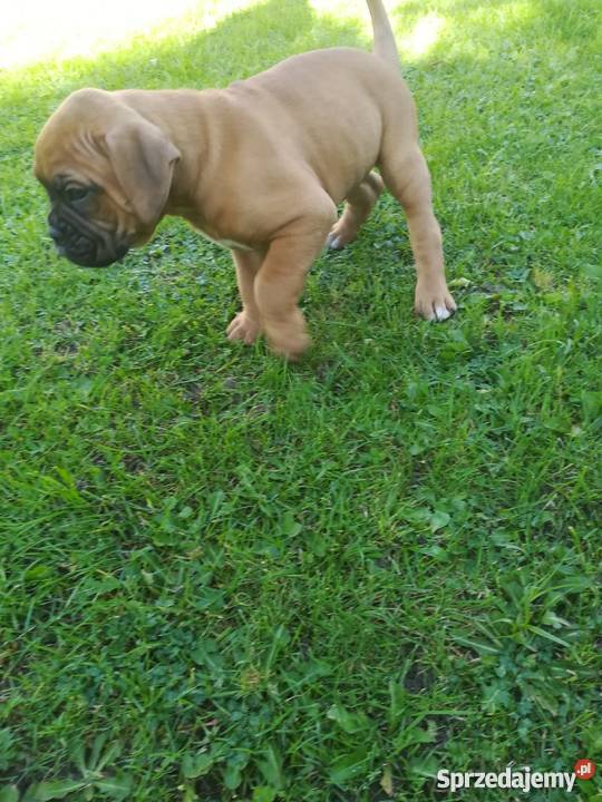 Boksery podkarpackie Rzeszów