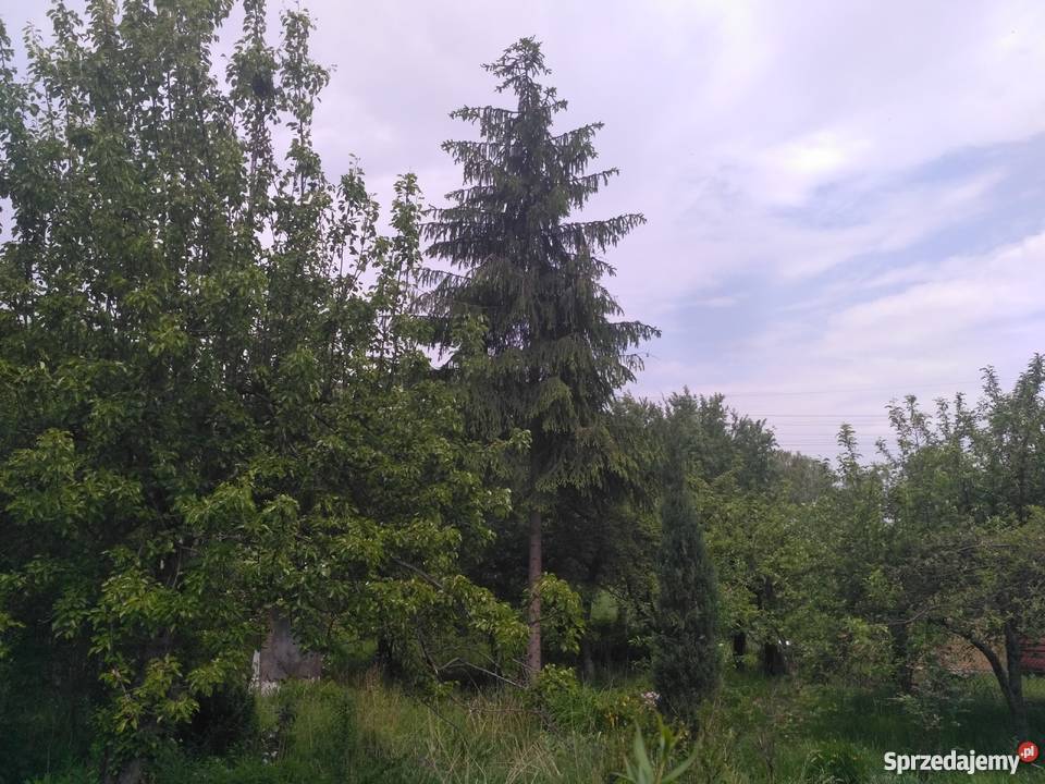 Ogródek działkowy Chorzów śląskie