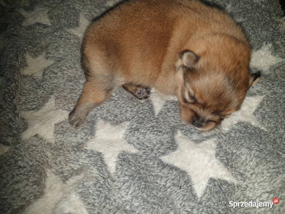 Szpic Miniturowy Kutno