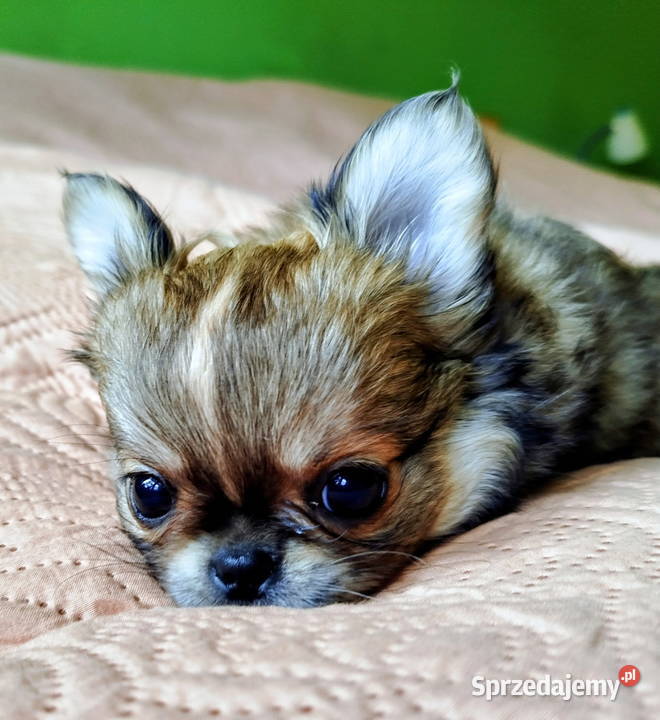 Chihuahua maleńki piesek Konin