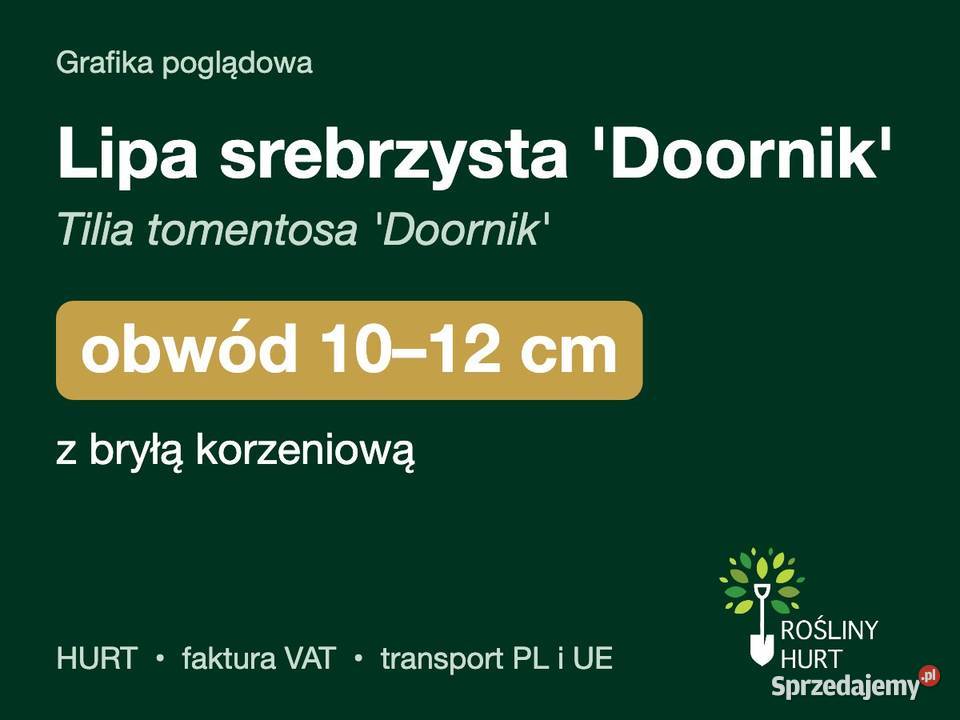 Lipa srebrzysta Doornik obwód 1012 z bryłą HURT