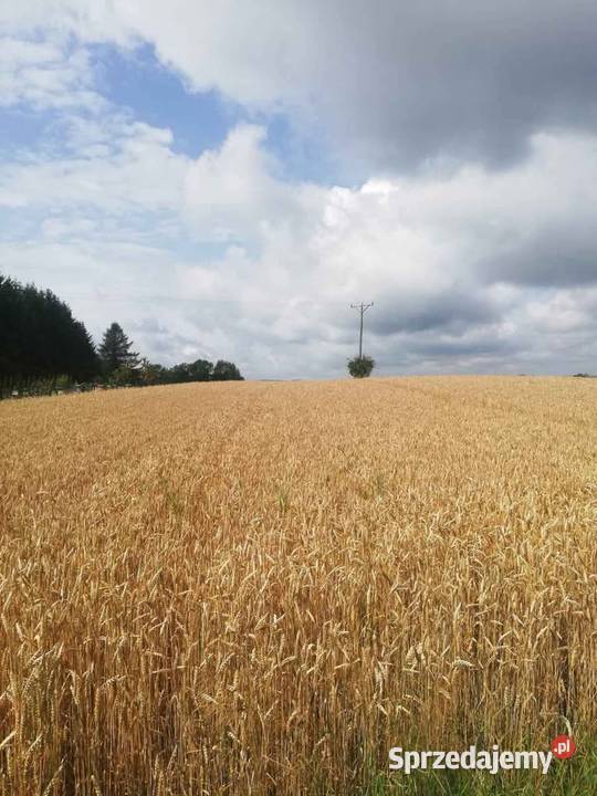 Pszenica zbiór 2025