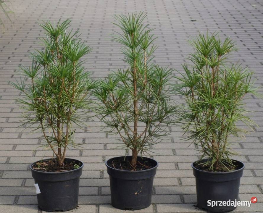 Sośnica japońska parasolowata sadzonka 4050 wielkopolskie Kępno