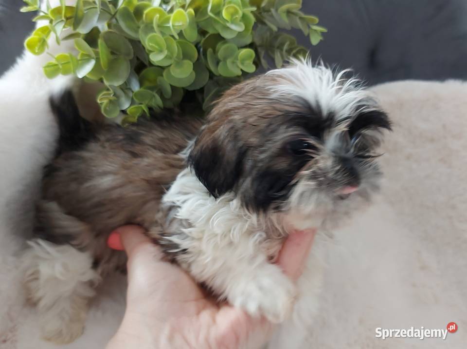 Piesek shih tzu Brzeg Dolny