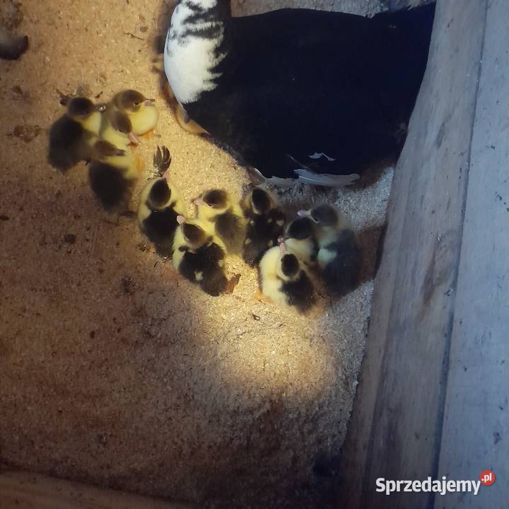 Sprzedam małe kaczki Drób i ptactwo Brzeziny