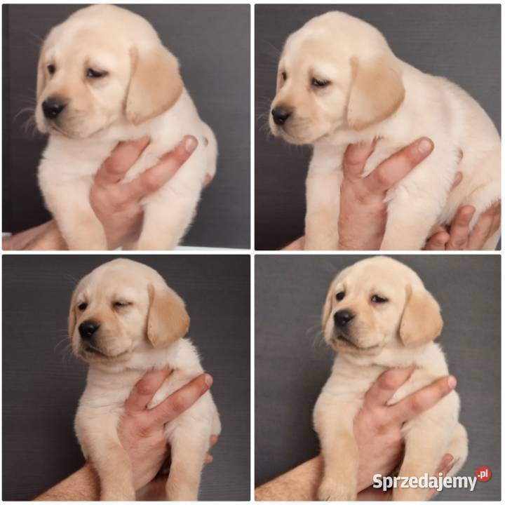 Labrador retriever biszkoptowy Iłża sprzedam