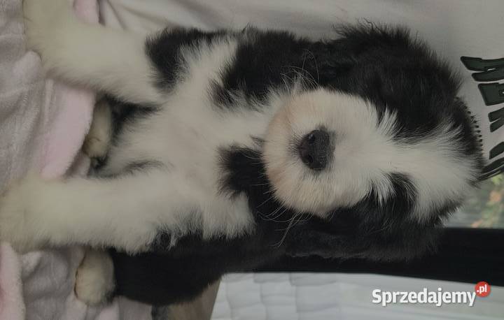 Bearded collie szczeniaki FCI zachodniopomorskie Stargard