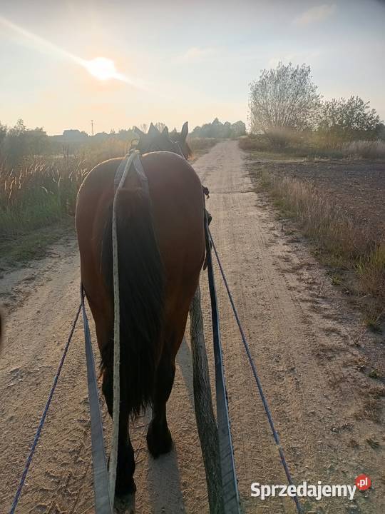 Źrebica PKZ Krasienin-Kolonia