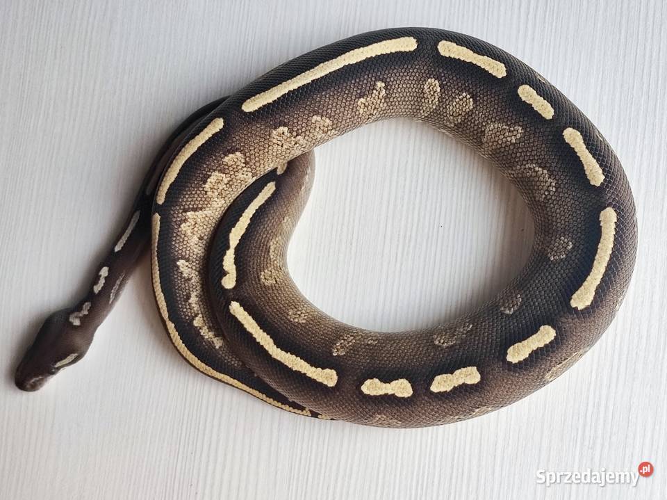 Wąż Pyton królewski GHI BlackHead Phantom Python Warszawa