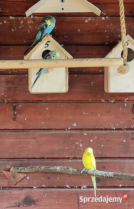 Papugi faliste Lubliniec