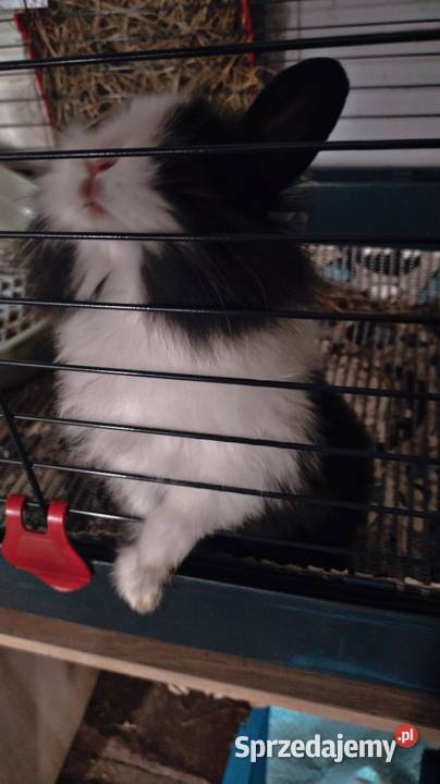 Króliczek samczyk karzełek Teddy Gryzonie kujawsko-pomorskie Grudziądz