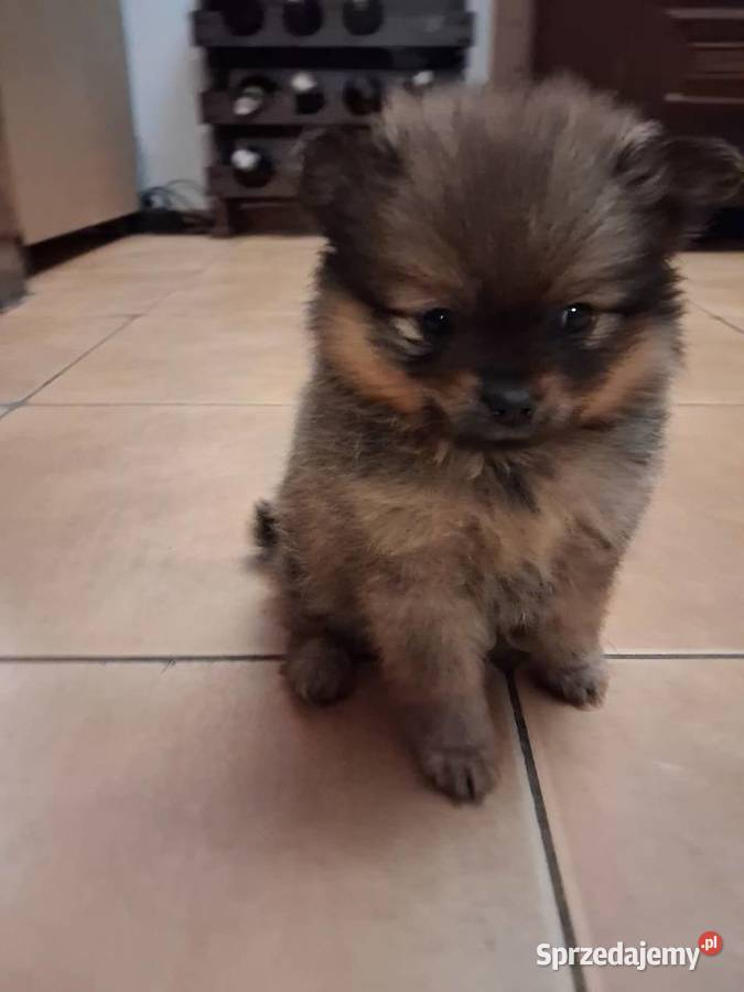 Szpic miniaturowy pomeranian sprzedam