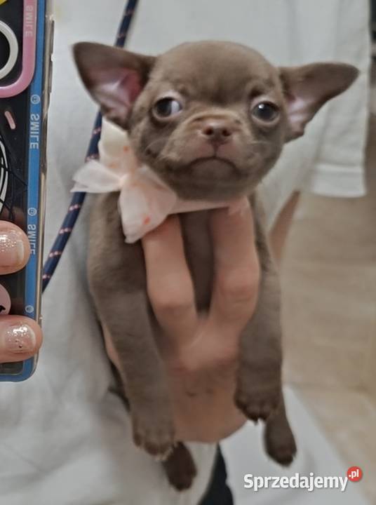 Chihuahua czekoladowa Warszawa