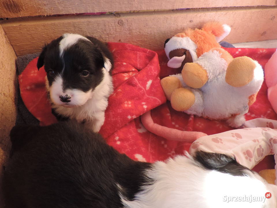 Border collie piękne mądre pieski i suczki Kołobrzeg