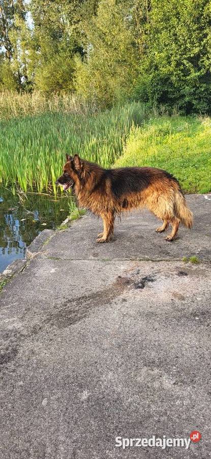 Szczeniaki owczarka niemieckiego Pozostałe Wronki sprzedam
