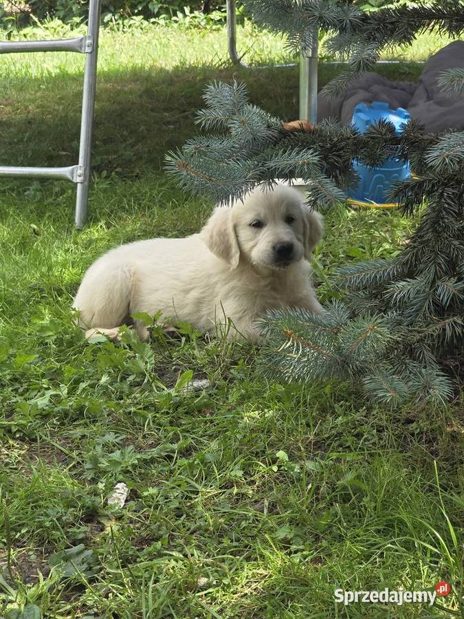 Golden Retriever sprzedam
