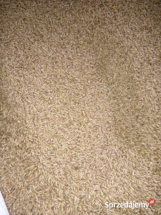 Pszenica 2025 Medynia Głogowska