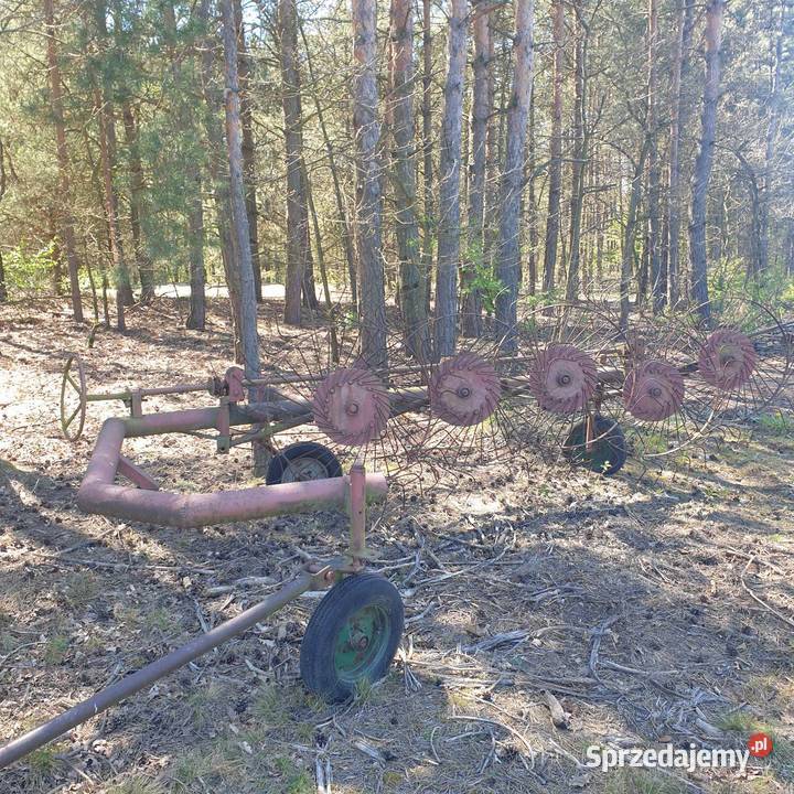 Przewracarka gwiazdowa Pozostałe Kwaczała