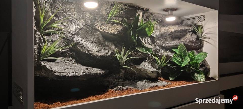 Terrarium specjalistyczne agamy brodatej gekona Ruda Śląska