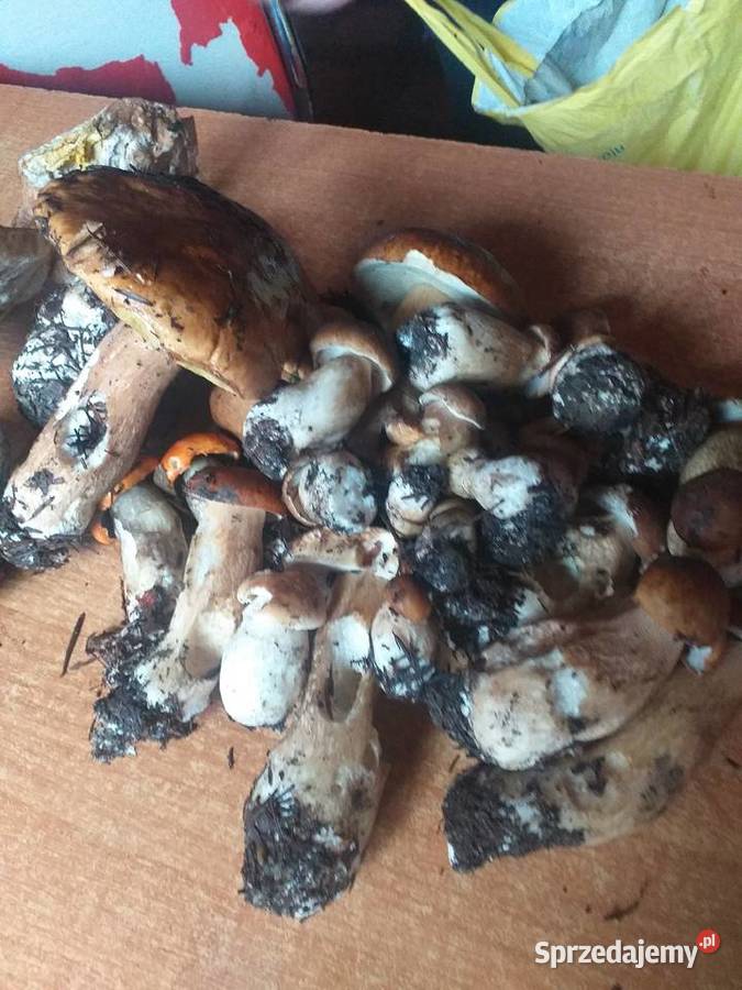 Grzyby świeże prawdziwki Zawoja